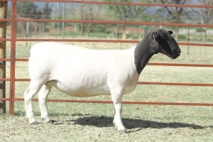 1X PREGNANT T5 DORPER OOI/EWE KOWIE DE WITT DORPERS