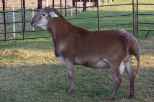 1X RAM B3 Genetics - Charles Freeme - 074 207 0007