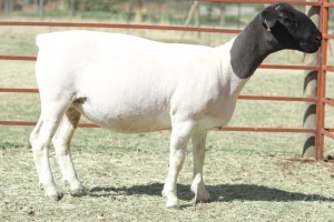 1X PREGNANT T5 DORPER OOI/EWE KOWIE DE WITT DORPERS