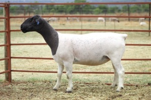 1X PREGNANT T5 DORPER OOI/EWE KOWIE DE WITT DORPERS