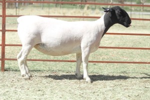 1X T5 DORPER OOI/EWE KOWIE DE WITT DORPERS