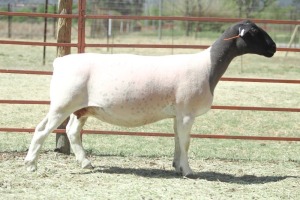 1X PREGNANT STUD DORPER OOI/EWE KOWIE DE WITT DORPERS