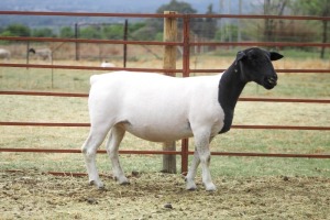 2X PREGNANT FLOCK DORPER OOI/EWE KOWIE DE WITT DORPERS(Pay per animal)