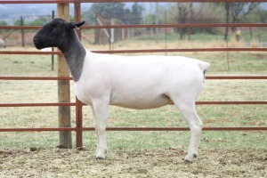 1X FLOCK DORPER OOI/EWE KOWIE DE WIT DORPERS