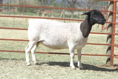 1X STUD DORPER OOI/EWE KOWIE DE WITT DORPERS