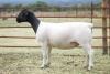 2X PREGNANT FLOCK/STUD DORPER OOI/EWE KOWIE DE WITT DORPERS (Pay per animal)