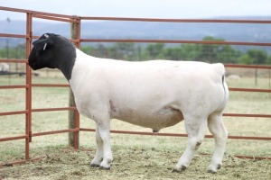 1X T5 DORPER RAM KOWIE DE WITT DORPERS