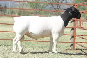 1X STUD DORPER RAM KOWIE DE WITT DORPERS