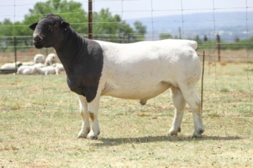 1X T5 DORPER RAM KOWIE DE WITT DORPERS