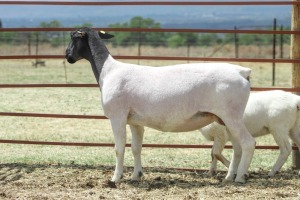 1+1X STUD DORPER OOI/EWE SCHALK BURGER DORPERS