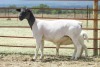 1+1X STUD DORPER OOI/EWE SCHALK BURGER DORPERS - 2