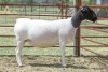 1X PREGNANT T5 DORPER OOI/EWE SCHALK BURGER DORPERS