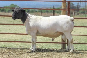 1X FLOCK DORPER RAM SCHALK BURGER DORPERS