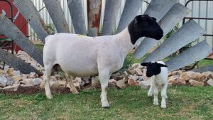 1+1X STUD DORPER OOI/EWE JOWILIZE DORPERS