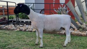 1X PREGNANT STUD DORPER OOI/EWE JOWILIZE DORPERS