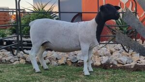 1X FLOCK DORPER OOI/EWE JOWILIZE DORPERS