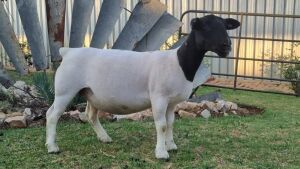 1X PREGNANT FLOCK DORPER OOI/EWE JOWILIZE DORPERS