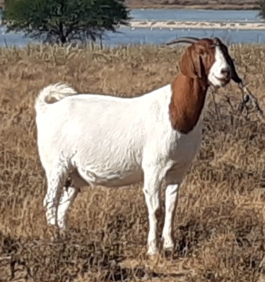 1X FLOCK BOER GOAT DOE LENIZE BOERBOKKE