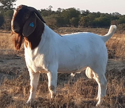 1X FLOCK BOER GOAT BUCK LENIZE BOERBOKKE