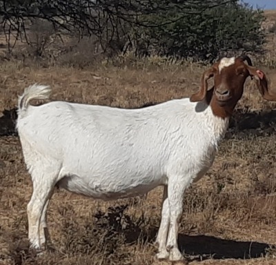 WITHDRAWN - 1X BOER GOAT DOE LENIZE BOERBOKKE