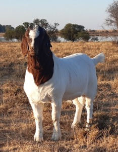 1X FLOCK BOER GOAT BUCK LENIZE BOERBOKKE