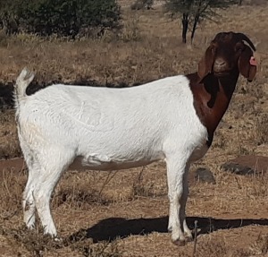 1X FLOCK BOER GOAT DOE LENIZE BOERBOKKE