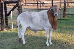 1X RAM B3 Genetics - Charles Freeme - 074 207 0007