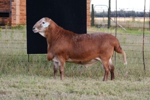 1X RAM B3 Genetics - Charles Freeme - 074 207 0007