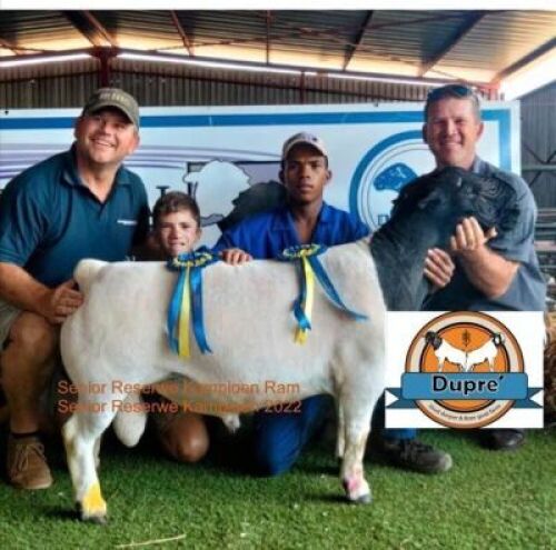 1X STUD DORPER RAM DUPRE DORPERS