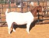 1X PREGNANT FLOCK BOER GOAT DOE WITSAND BOERBOKSTOET