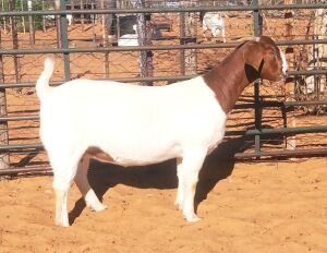 1X PREGNANT FLOCK BOER GOAT DOE WITSAND BOERBOKSTOET