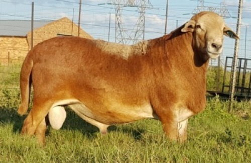 1X RAM B3 Genetics - Charles Freeme - 074 207 0007