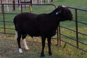 1X RAM B3 Genetics - Charles Freeme - 074 207 0007