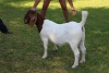 1X FLOCK BOER GOAT DOE HORISON BOERBOKSTOET