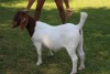 1X FLOCK BOER GOAT DOE HORISON BOERBOKSTOET - 2