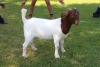 1X FLOCK BOER GOAT DOE HORISON BOERBOKSTOET - 3