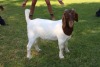 1X FLOCK BOER GOAT DOE HORISON BOERBOKSTOET - 4