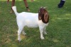 1X FLOCK BOER GOAT DOE HORISON BOERBOKSTOET - 5