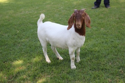 1X STUD BOER GOAT DOE HORISON BOERBOKSTOET