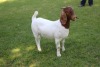 1X STUD BOER GOAT DOE HORISON BOERBOKSTOET - 2