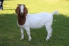 1X FLOCK BOER GOAT DOE HORISON BOERBOKSTOET