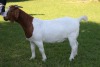 1X FLOCK BOER GOAT DOE HORISON BOERBOKSTOET - 2