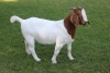 1X FLOCK BOER GOAT DOE HORISON BOERBOKSTOET - 3