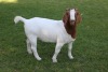 1X FLOCK BOER GOAT DOE HORISON BOERBOKSTOET - 4