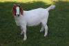 1X FLOCK BOER GOAT DOE HORISON BOERBOKSTOET