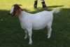 1X FLOCK BOER GOAT DOE HORISON BOERBOKSTOET - 2