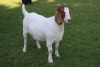 1X FLOCK BOER GOAT DOE HORISON BOERBOKSTOET - 3