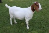 1X FLOCK BOER GOAT DOE HORISON BOERBOKSTOET - 4