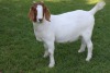 1X FLOCK BOER GOAT DOE HORISON BOERBOKSTOET - 5