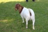 1X STUD BOER GOAT DOE HORISON BOERBOKSTOET